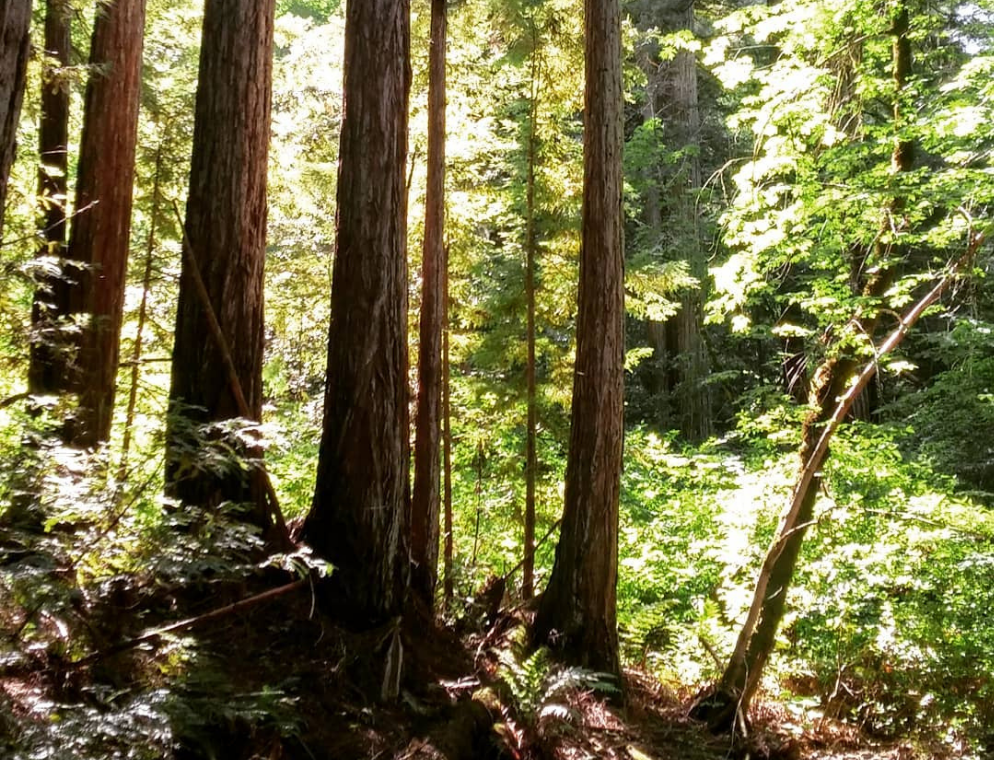 Bothe-Napa Valley State Park